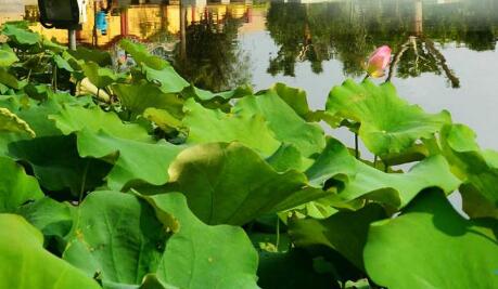 專業的園（yuán）林公司帶你了解什麽是園林景（jǐng）觀設計？